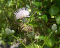 "Thistle Life" LAHall Artworks Art Photography Prints | A Flower Life