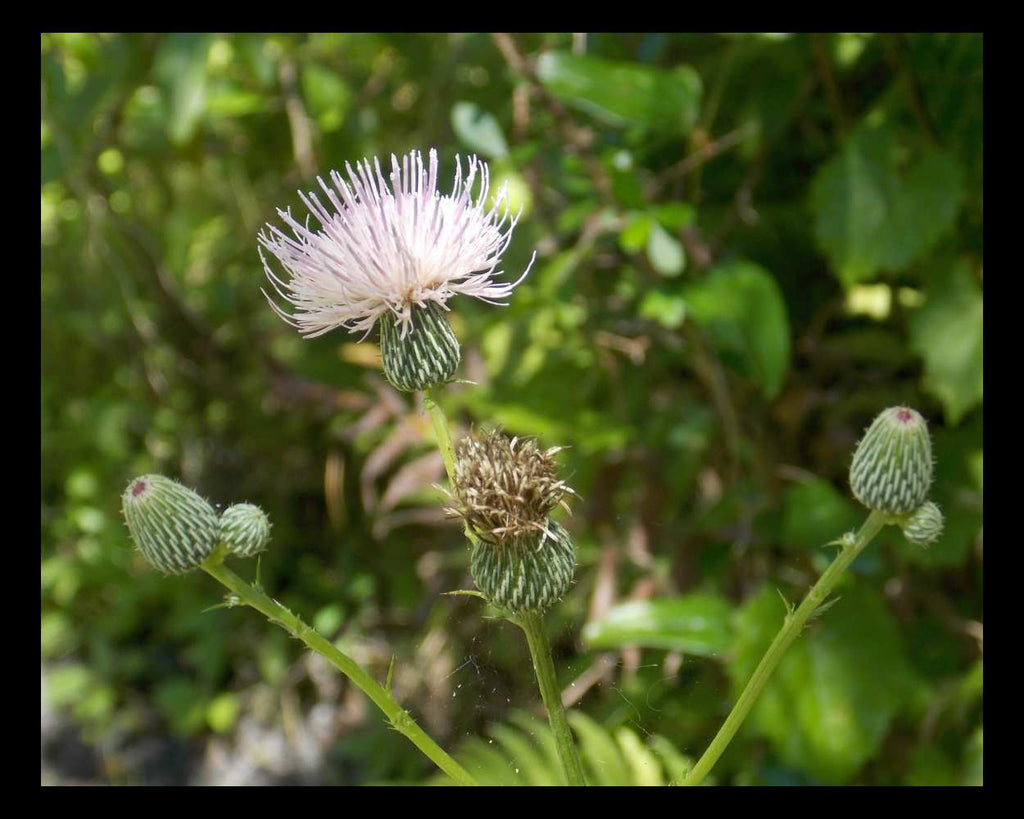 "Thistle Life" LAHall Artworks Art Photography Prints | A Flower Life