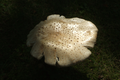 "A Light in the Darkness" LAHall Artworks Art Photography Prints | Shroom Life