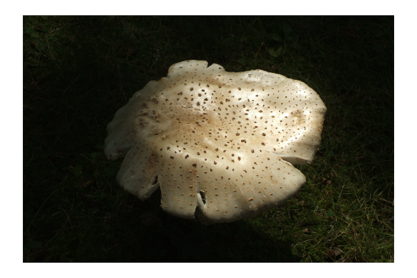 "A Light in the Darkness" LAHall Artworks Art Photography Prints | Shroom Life