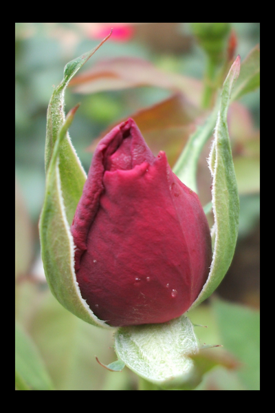 "A Star is Born" LAHall Artworks Art Photography Prints | Floral Life