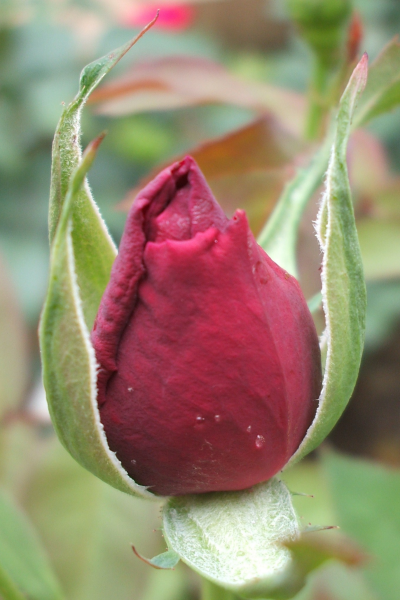 "A Star is Born" LAHall Artworks Art Photography Prints | Floral Life