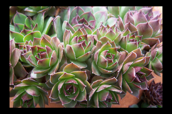 "All the Hens Chicks" LAHall Artworks Art Photography Prints | Floral Life