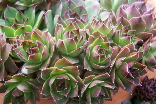 "All the Hens Chicks" LAHall Artworks Art Photography Prints | Floral Life