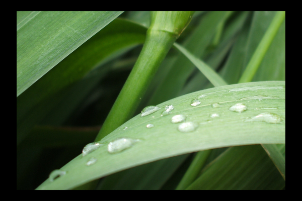 "Drops of Summer" LAHall Artworks Art Photography Prints | Floral Life