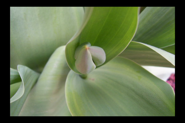 "Emerge" LAHall Artworks Art Photography Prints | Floral Life