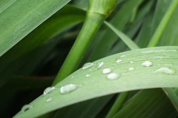 "Drops of Summer" LAHall Artworks Art Photography Prints | Floral Life