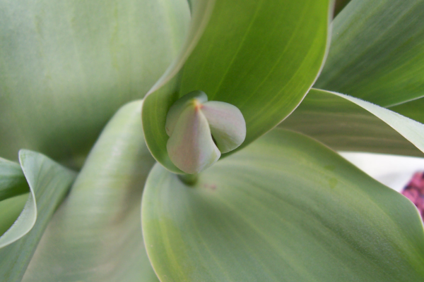 "Emerge" LAHall Artworks Art Photography Prints | Floral Life