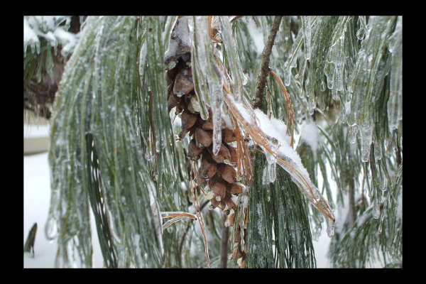 "Escaped the Freeze" LAHall Artworks Art Photography Prints | Winter Life