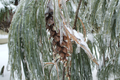 "Escaped the Freeze" LAHall Artworks Art Photography Prints | Winter Life