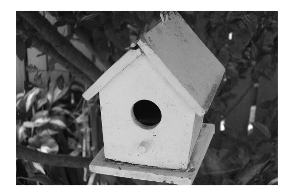 "Home Sweet Home" LAHall Artworks Art Photography Prints | Bird Life
