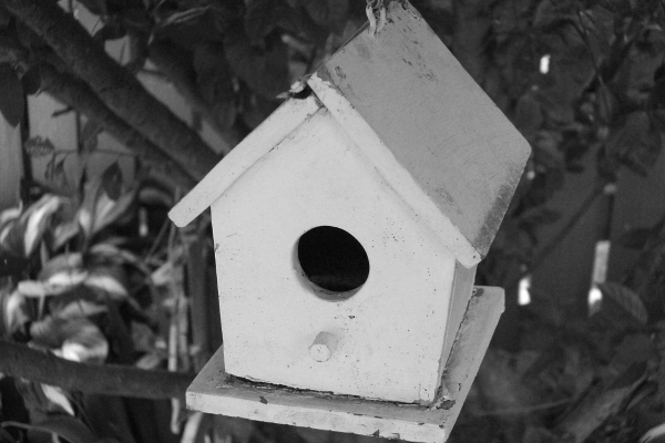 "Home Sweet Home" LAHall Artworks Art Photography Prints | Bird Life