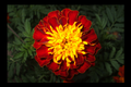 "Let your Light Shine" LAHall Artworks Art Photography Prints | Floral Life