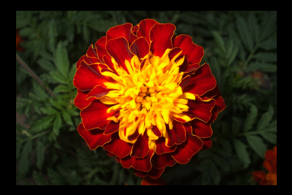 "Let your Light Shine" LAHall Artworks Art Photography Prints | Floral Life