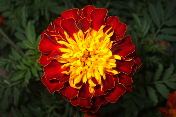 "Let your Light Shine" LAHall Artworks Art Photography Prints | Floral Life