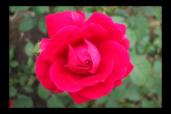 "Lights, Camera, Action" LAHall Artworks Art Photography Prints | Floral Life