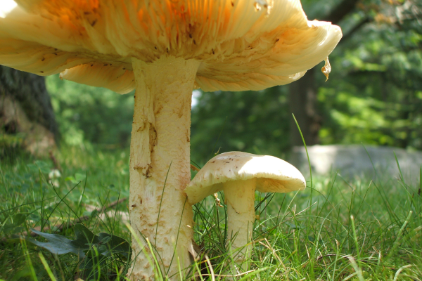 "Me and My Shadow" LAHall Artworks Art Photography Prints | Shroom Life