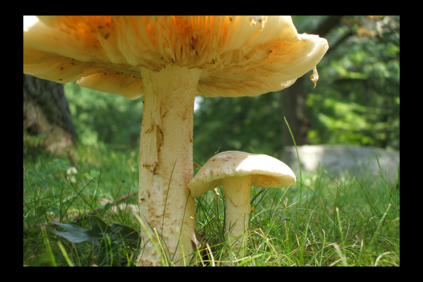 "Me and My Shadow" LAHall Artworks Art Photography Prints | Shroom Life