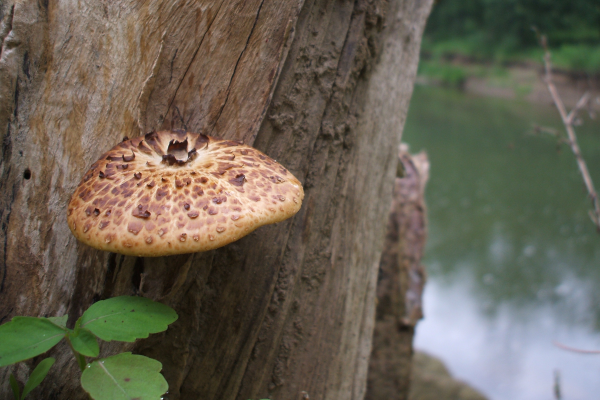 "Natural Umbrella" LAHall Artworks Art Photography Prints | Shroom Life