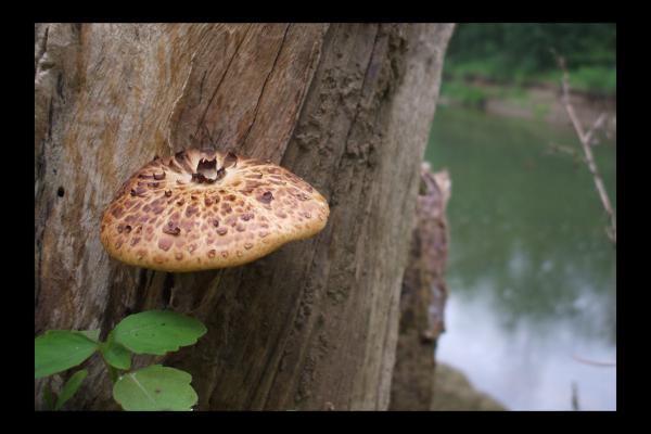 "Natural Umbrella" LAHall Artworks Art Photography Prints | Shroom Life