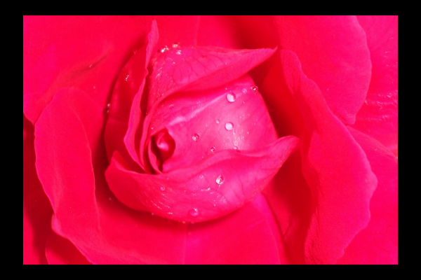 "Ready for my Close-up" LAHall Artworks Art Photography Prints | Floral Life