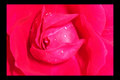 "Ready for my Close-up" LAHall Artworks Art Photography Prints | Floral Life