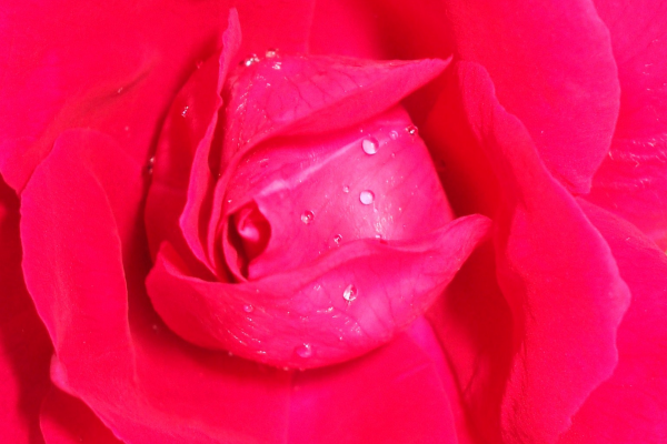 "Ready for my Close-up" LAHall Artworks Art Photography Prints | Floral Life