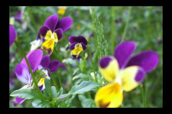 "Shy" LAHall Artworks Art Photography Prints | Floral Life