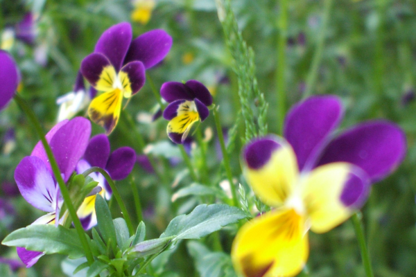 "Shy" LAHall Artworks Art Photography Prints | Floral Life