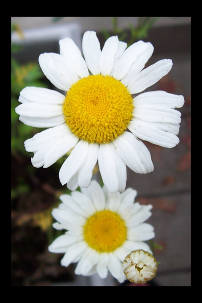 "Sisters" LAHall Artworks Art Photography Prints | Floral Life