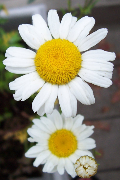 "Sisters" LAHall Artworks Art Photography Prints | Floral Life