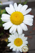 "Sisters" LAHall Artworks Art Photography Prints | Floral Life