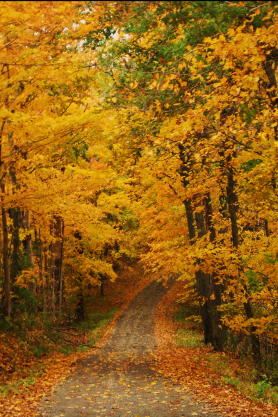 "The Road Less Traveled" LAHall Artworks Art Photography Prints | Floral Life