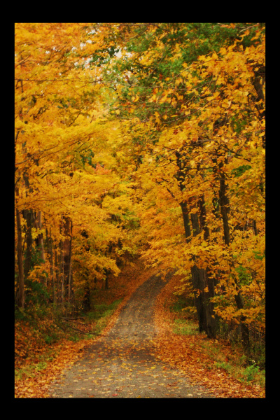 "The Road Less Traveled" LAHall Artworks Art Photography Prints | Floral Life