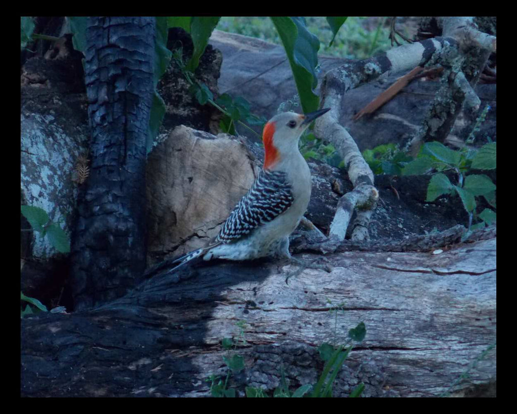 "Woodrina" LAHall Artworks Art Photography Prints | Bird Life