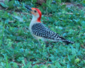 "Woodrow" LAHall Artworks Art Photography Prints | Bird Life