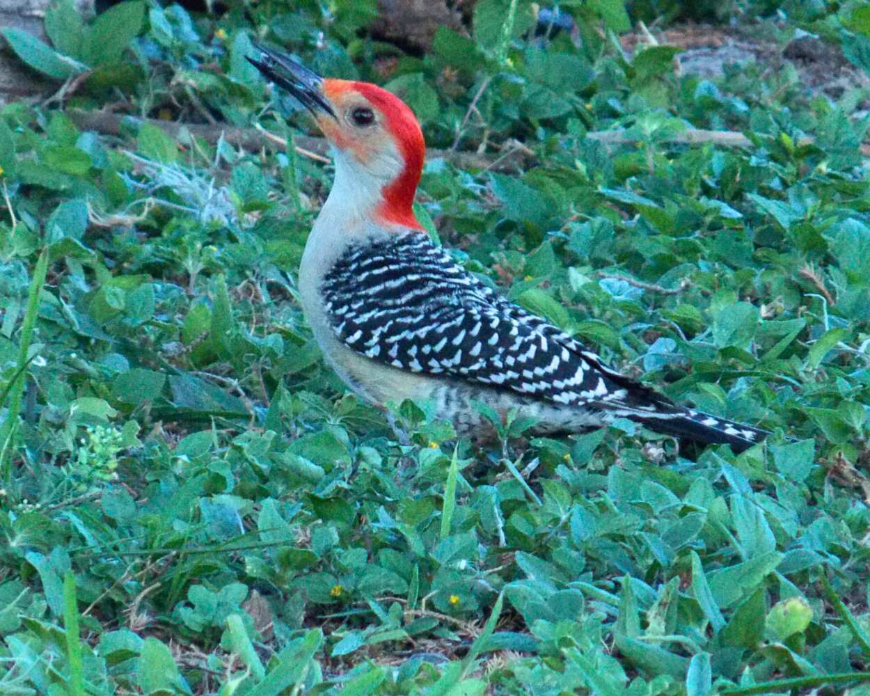"Woodrow" LAHall Artworks Art Photography Prints | Bird Life