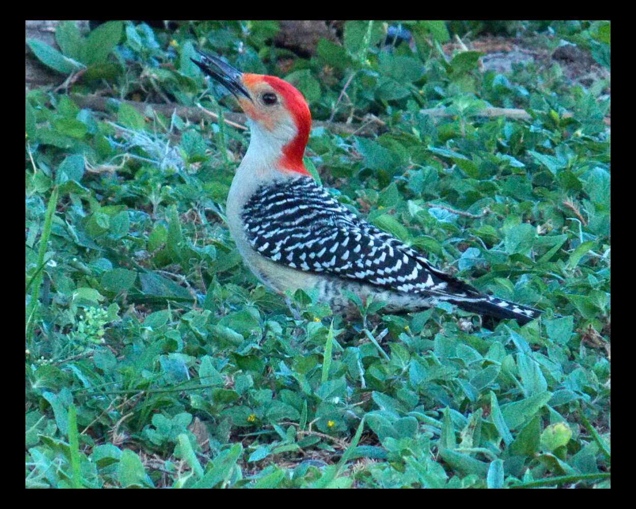 "Woodrow" LAHall Artworks Art Photography Prints | Bird Life